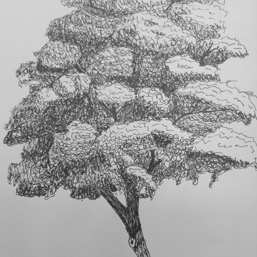 Tree Practice, 10/22/2023