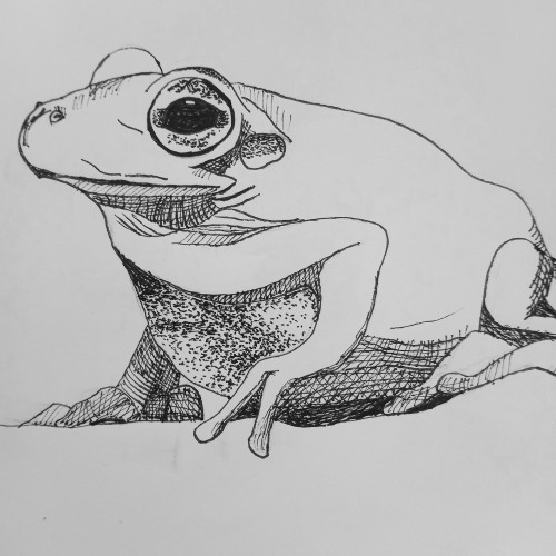 Todays Frog