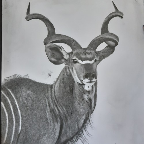 Kudu