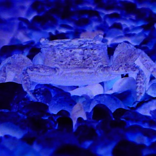 Blue Crab