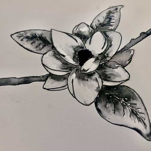 Magnolia