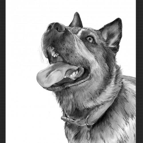 Blue Cattle Dog