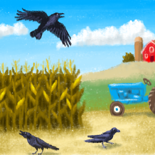 Cornfield