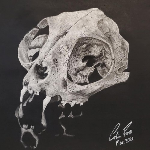 Cat skull