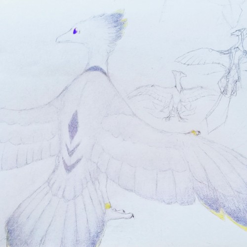 Bird
