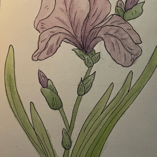 Ink & wash iris