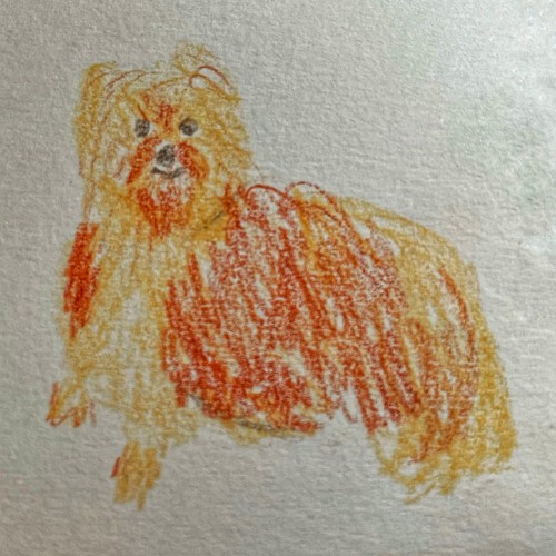 Scribbly pup