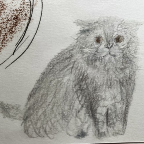 Scribbly cat