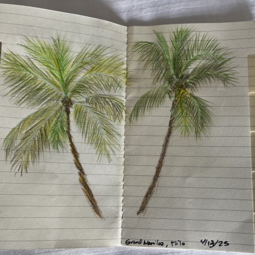 Palm trees