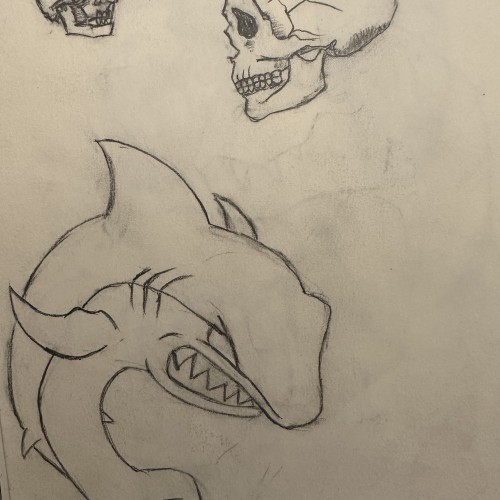 Sculls and shark