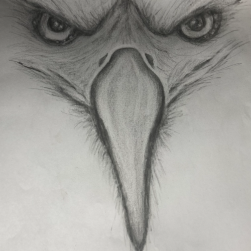 Bird brain