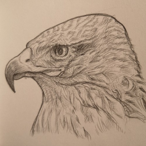 Bird of Prey