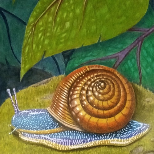 Snail - finally finished
