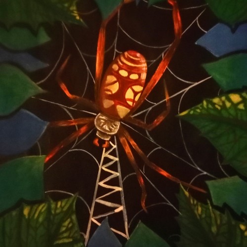 Spider in the bush