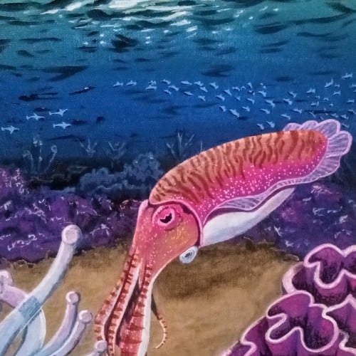 Cuttlefish