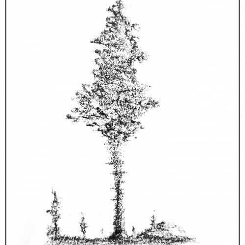 The Lone Tree