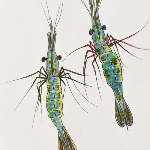 prawns