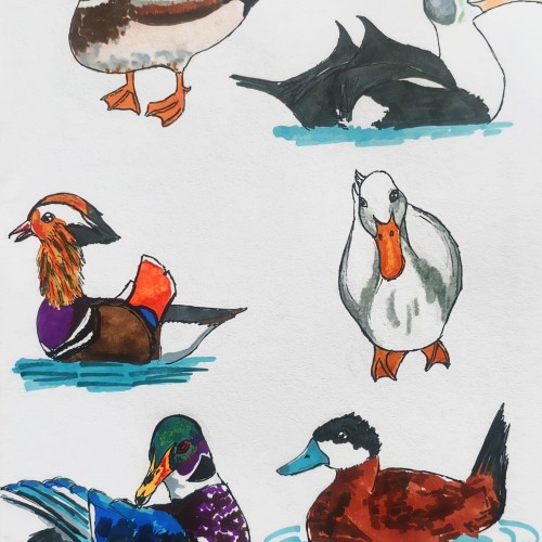 duck breeds