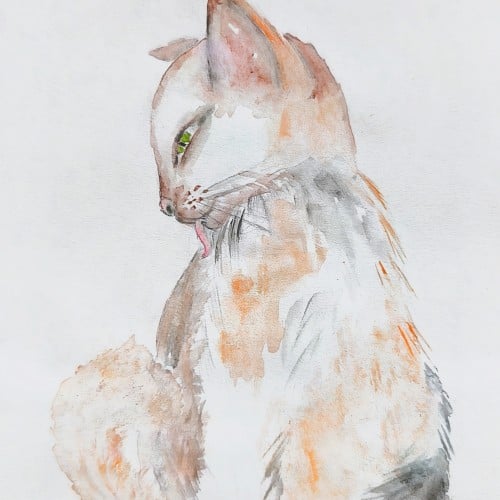 cat licking fur