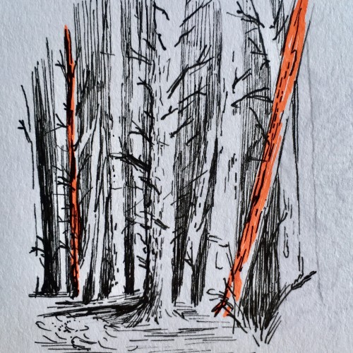 Small forest drawing