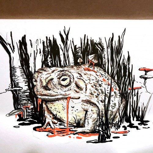 Toad