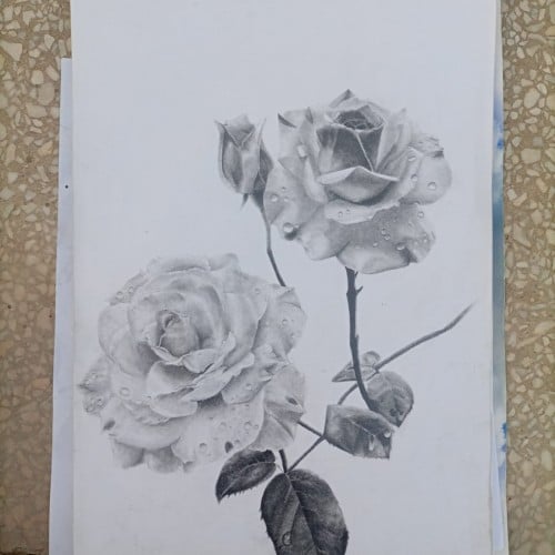 Drawing of roses 