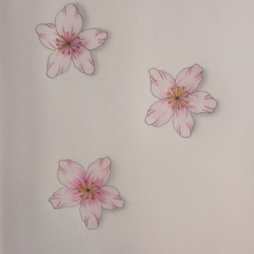 Pink blossoms