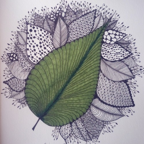 A study of leaves 