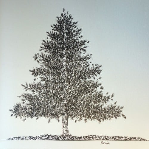 A pine tree