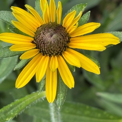 Sunshine