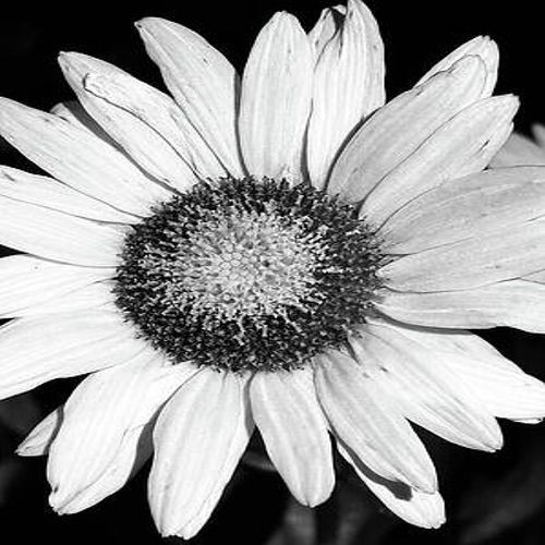 Noir Flower