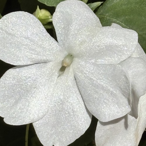 White Flower