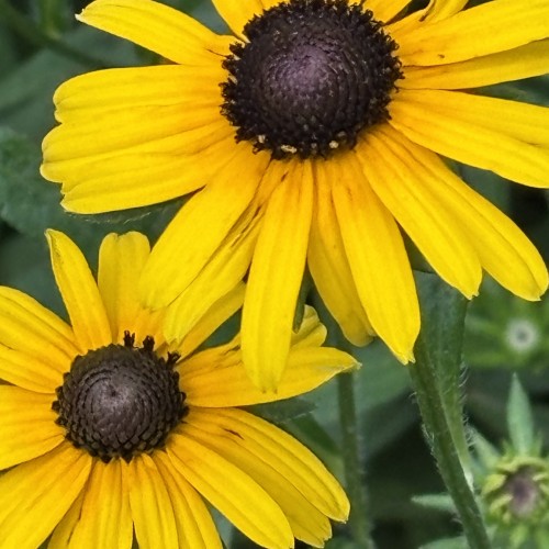 In Bloom