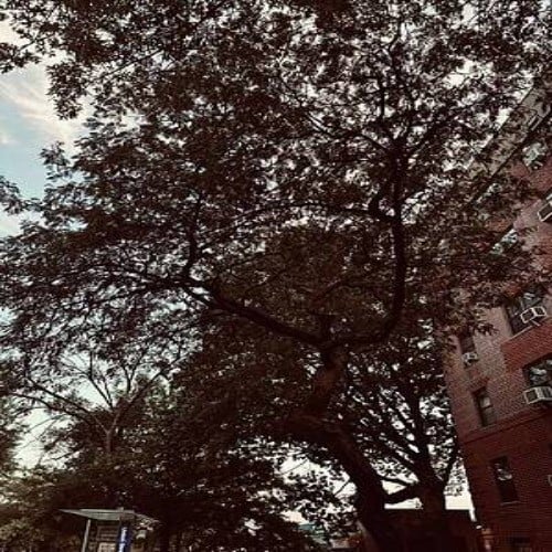 New York Forest
