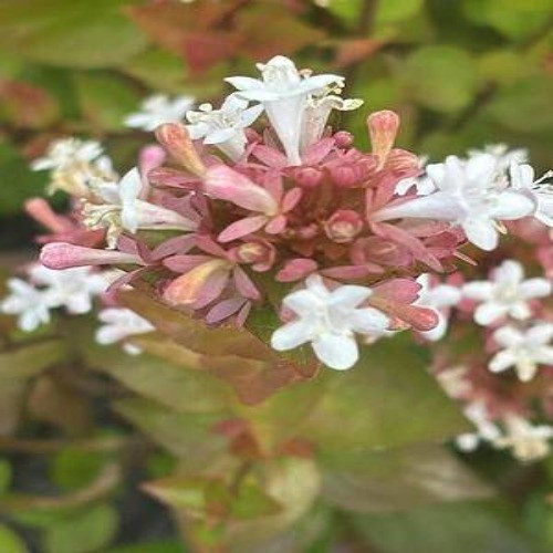 Star Flower