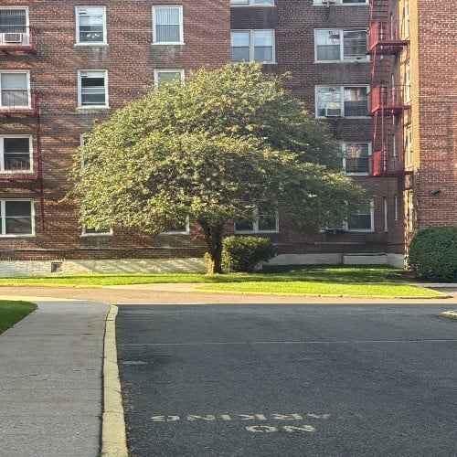 Trees in New York