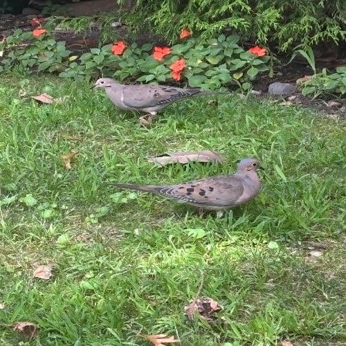 Two Birds