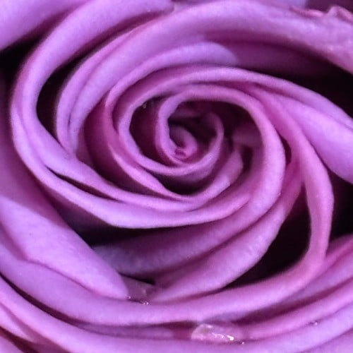 Dressed in Purple