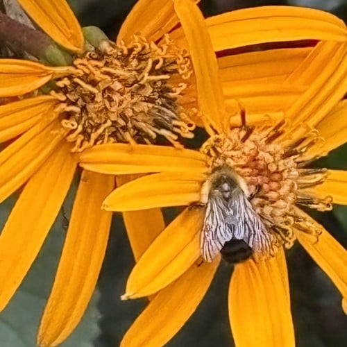 Bee
