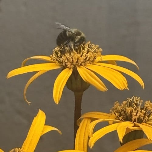 Bee on Flower