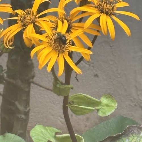 Tilting Flower