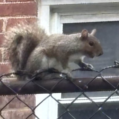 Critter