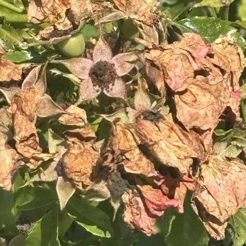 Dry Garden