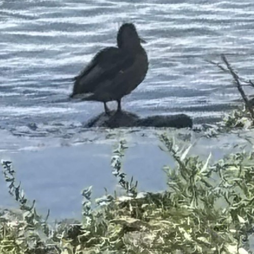 Here Comes a Bird Knocking