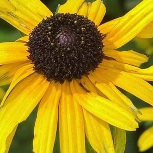 Up Close and Sunny
