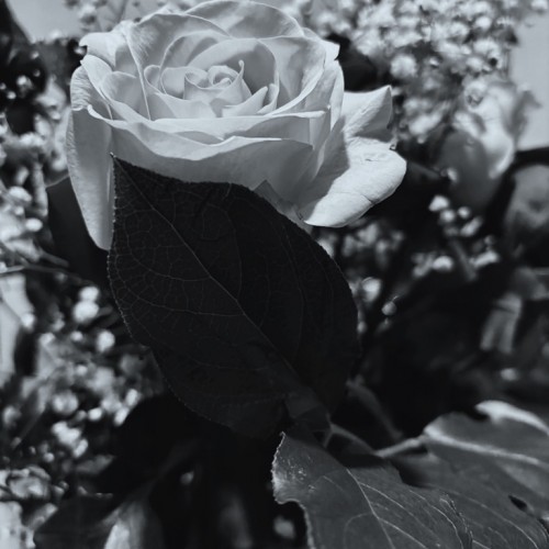 Noir Roses