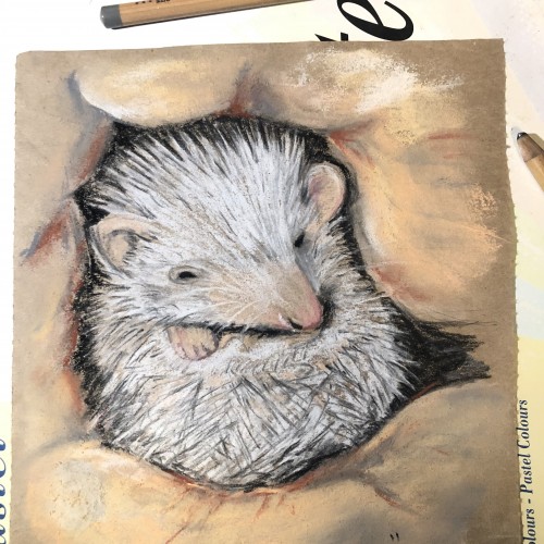 Little hedgehog