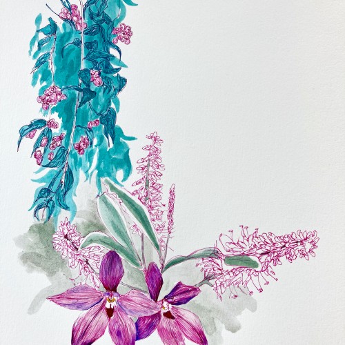 Lilly Pilly, Grevilleas and Orchids