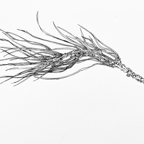 Pine Needles