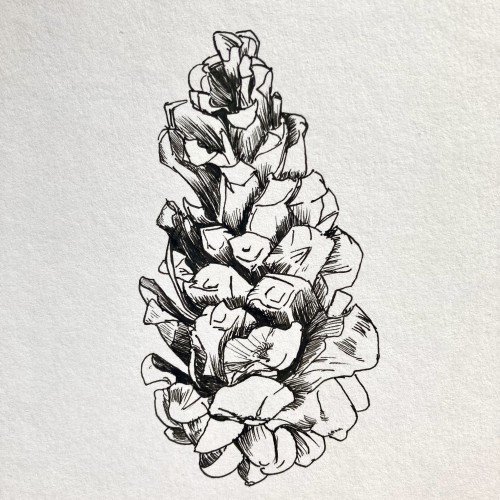 Pine Cone 1